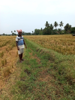 Gundugolanu Bhimadolu